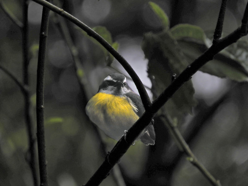 Lesser Kiskadee CostaRica Monteverde Pitangus lictor
