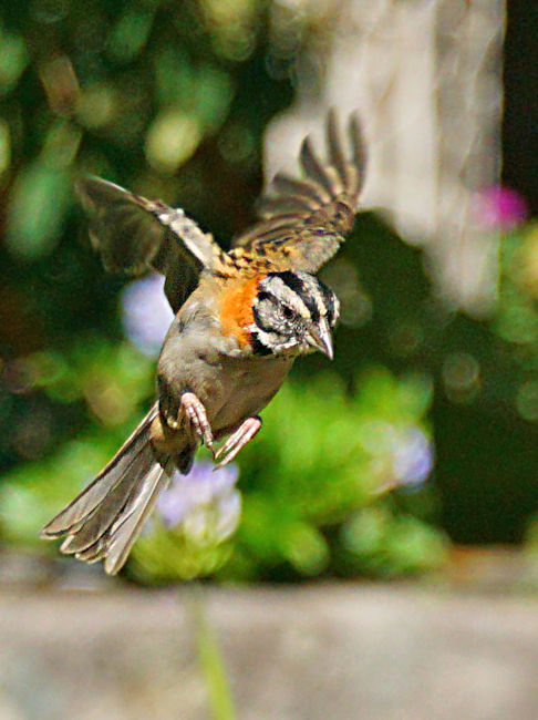 Rufous-collared Sparrow CostaRica LaSavegre Zonotrichia capensis