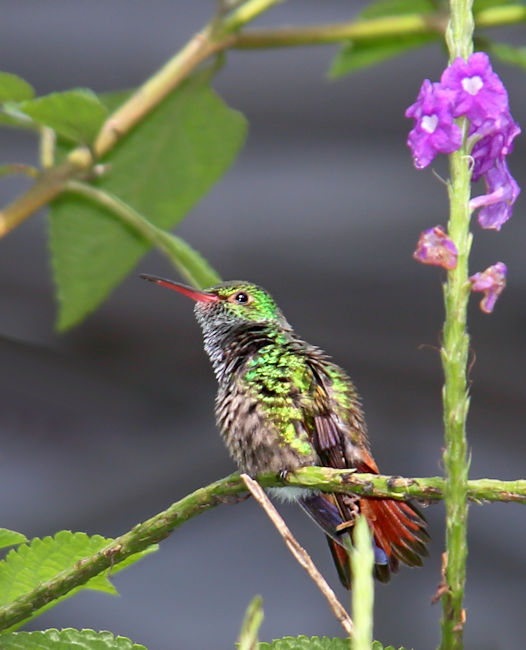 Rufous-tailed Hummingbird CostaRica LaSelva Amazilia tzacatl