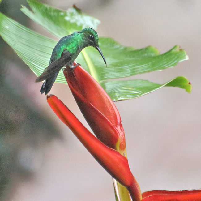 Scaly-breasted Hummingbird 2 CostaRica Monteverde Phaeochroa cuvierii