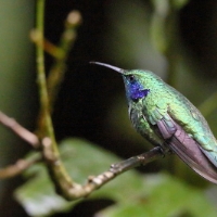 Green Violetear Hummingbird 10 CostaRica Monteverde Colibri thalassinus