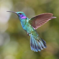 Green Violetear Hummingbird_2_CostaRica_LaSavegre_Colibri thalassinus.jpg