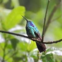 Green Violetear Hummingbird_8_CostaRica_Monteverde_Colibri thalassinus.jpg