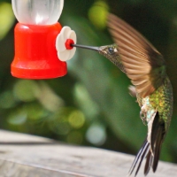 Magnificent Hummingbird_10_CostaRica_LaSevegre_Eugenes Fulgens.JPG