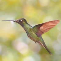 Magnificent Hummingbird 2 CostaRica LaSavegre  Eugenes Fulgens
