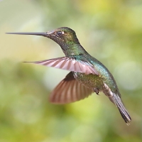 Magnificent Hummingbird_3_CostaRica_LaSavegre_Eugenes Fulgens.jpg
