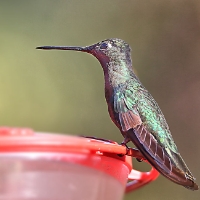 Magnificent Hummingbird_4_CostaRica_TamiLodge_LaSavegre_Eugenes fulgens.jpg