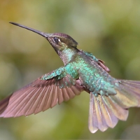 Magnificent Hummingbird_7_CostaRica_LaSavegre_Eugenes Fulgens.jpg
