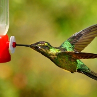 Magnificent Hummingbird 8 CostaRica LaSevegre Eugenes Fulgens