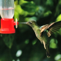 Magnificent Hummingbird 9 CostaRica LaSevegre Eugenes Fulgens