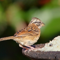 Rufous-collared Sparrow Juvenile CostaRica TamiLodge Zonotrichia capensis