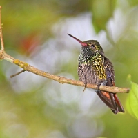 Rufous-tailed Hummingbird_3_CostaRica_LaSelva_Amazilia tzacatl.jpg