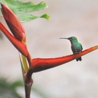 Scaly-breasted Hummingbird_CostaRica_Monteverde_Phaeochroa cuvierii.jpg
