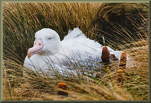 albatross_040148.JPG