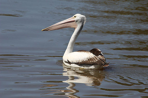 pelican0325.jpg