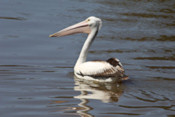 pelican0325