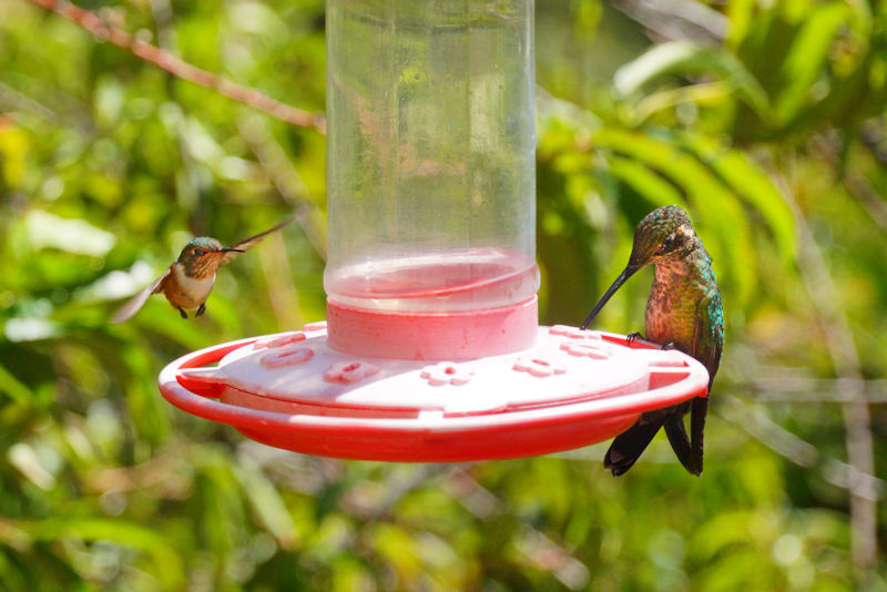 Bee Hummingbird (left) Mellisuga helenae and Magnificent Hummingbird Eugenes fulgens LaSevegre