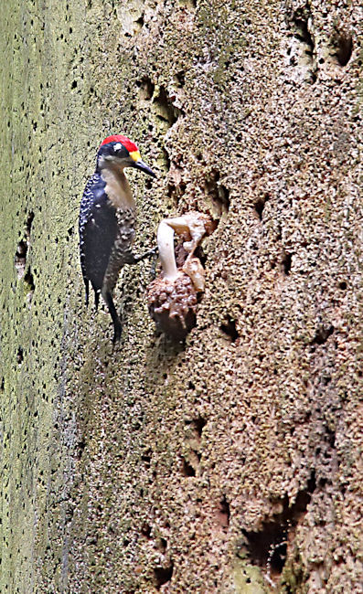 Black-cheeked Woodpecker 2 CostaRica LaSelva Melanerpes pucherani