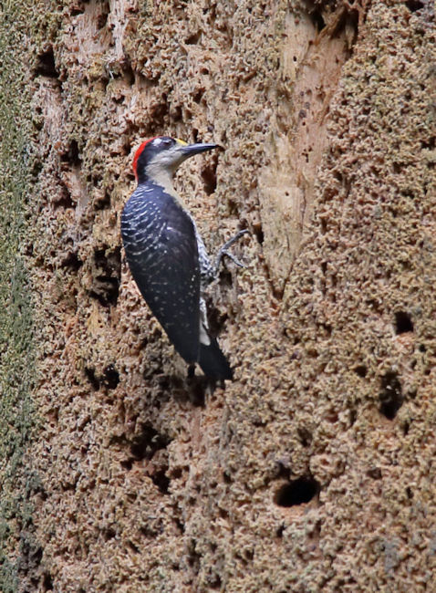 Black-cheeked Woodpecker CostaRica LaSelva Melanerpes pucherani