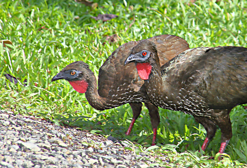 Crested Guan CostaRica LaSelva Penelope purpurascens Females