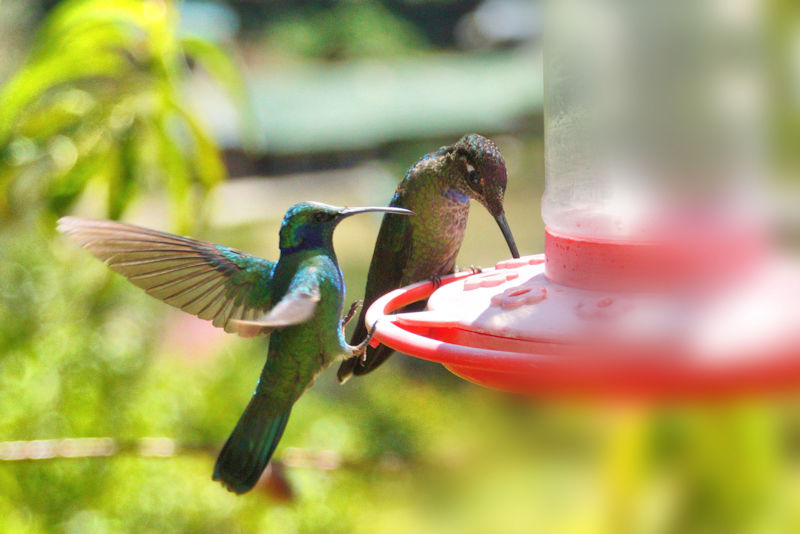 Green Violetear & MagnificentHummingbirds CostaRica LaSevegre