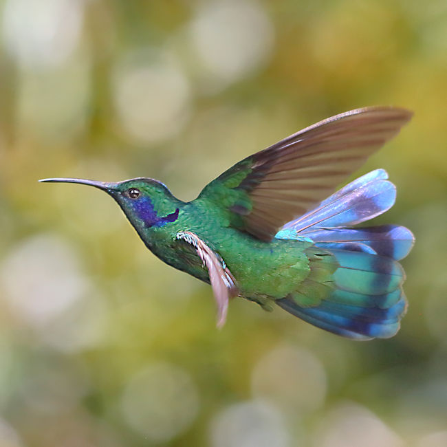 Green Violetear Hummingbird 5 CostaRica LaSavegre Colibri thalassinus