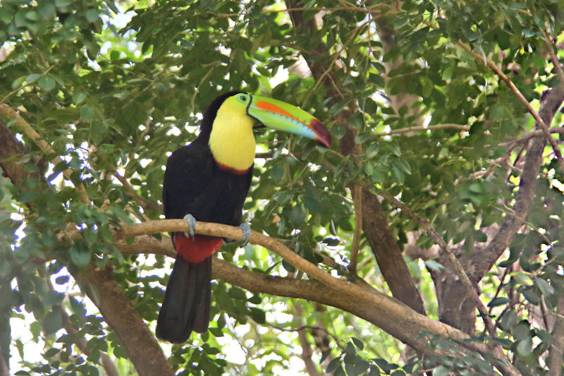 Keel-billed Toucan CostaRica Monteverde Ramphastos sulfuratus