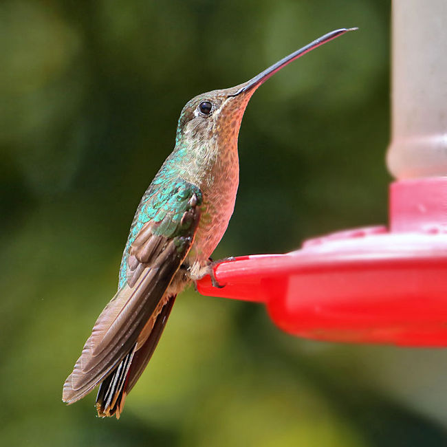 Magnificent Hummingbird 1 CostaRica LaSavegre Eugenes Fulgens