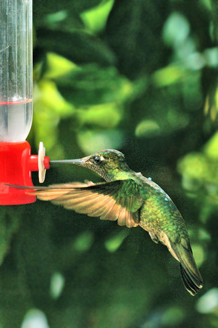 Magnificent Hummingbird 5 LaSevegre Eugenes fulgens