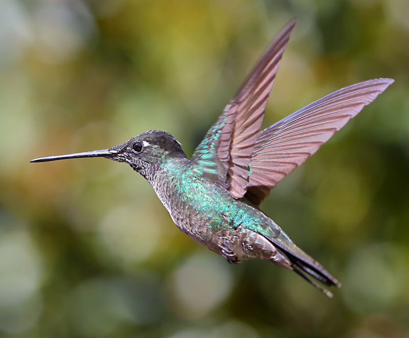 Magnificent Hummingbird 6 CostaRica LaSavegre Eugenes Fulgens