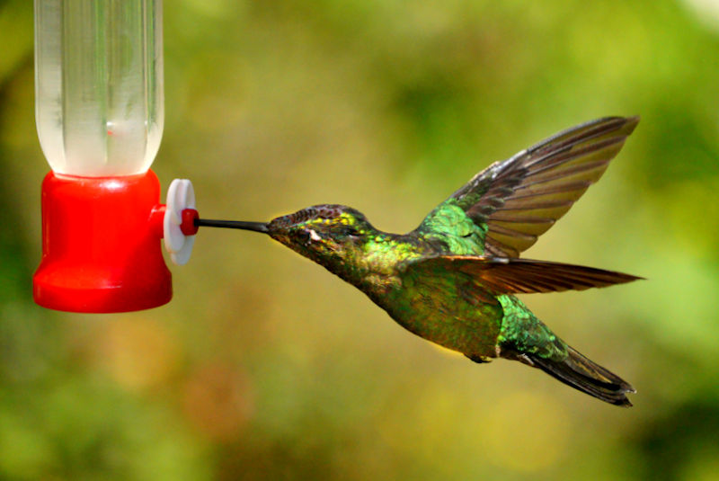 Magnificent Hummingbird 8 CostaRica LaSevegre Eugenes Fulgens