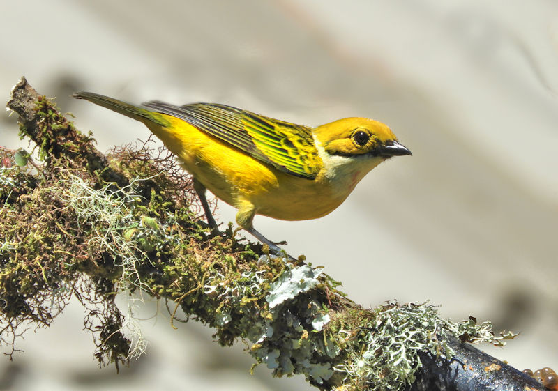 Silver-throated Tanager CostaRica Monteverde Tangara icterocephala