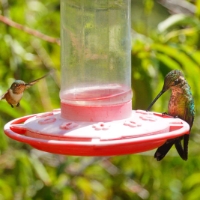 Bee Hummingbird (left) Mellisuga helenae and Magnificent Hummingbird_Eugenes fulgens LaSevegre.JPG