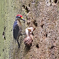 Black-cheeked Woodpecker 2 CostaRica LaSelva Melanerpes pucherani