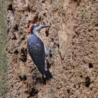 Black-cheeked Woodpecker CostaRica LaSelva Melanerpes pucherani