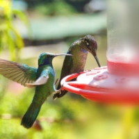 Green Violetear & MagnificentHummingbirds CostaRica LaSevegre