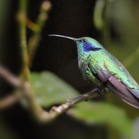 Green Violetear Hummingbird 11 CostaRica Monteverde Colibri thalassinus