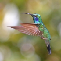 Green Violetear Hummingbird_3_CostaRica_LaSavegre_Colibri thalassinus.jpg