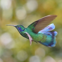 Green Violetear Hummingbird_5_CostaRica_LaSavegre_Colibri thalassinus.jpg
