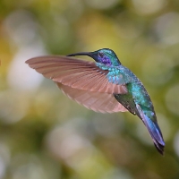 Green Violetear Hummingbird_7_CostaRica_LaSavegre_Colibri thalassinus.jpg
