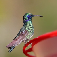 Green Violetear Hummingbird_9_CostaRica_TamiLodge_Colibri thalassinus.jpg