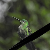 Green-crowned Hummingbird Monteverde Heliodoxa jacula