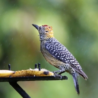 Hoffmann's Woodpecker_CostaRica_Monteverde_Melanerpes hoffmannii.jpg