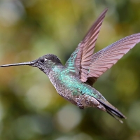 Magnificent Hummingbird_6_CostaRica_LaSavegre_Eugenes Fulgens.jpg