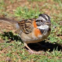 Rufous-collared Sparrow 2 CostaRica LaSavegre Zonotrichia capensis