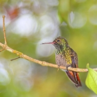 Rufous-tailed Hummingbird_4_CostaRica_LaSelva_Amazilia tzacatl.jpg