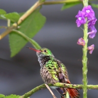 Rufous-tailed Hummingbird CostaRica LaSelva Amazilia tzacatl