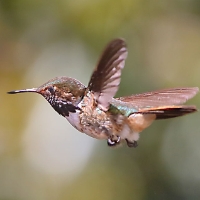 Scintillant Hummingbird_CostaRica_LaSavegre_Selasphorus scintilla.jpg