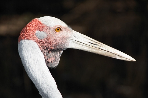 6826_Brolga.jpg