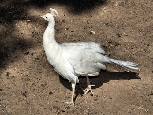 6841_WhitePeacock.jpg